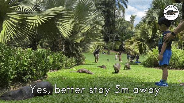 14只水獭在新加坡植物园被小孩们“追杀”,父母竟也加入战局