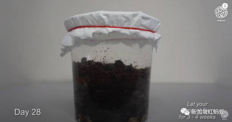 新加坡推广全民种菜,总理还在地球日教大家自制堆肥