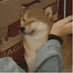 【苟活】我是新加坡第一個因爲大姨媽失血過多而進急診的衰狗嗎