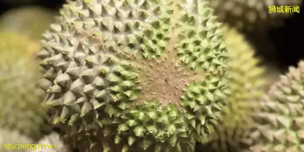 新加坡榴梿季来了啊啊啊!本地人吃榴梿秘籍,这7家最便宜