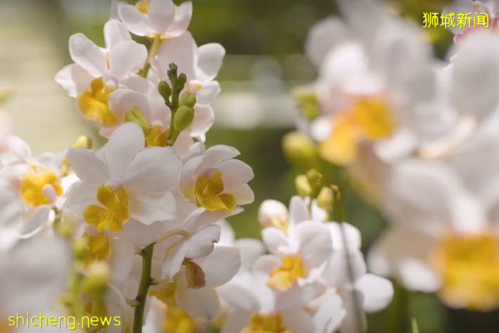 手機“一掃”入境新加坡,一起來看看有4500種花卉的全新熱帶花園吧