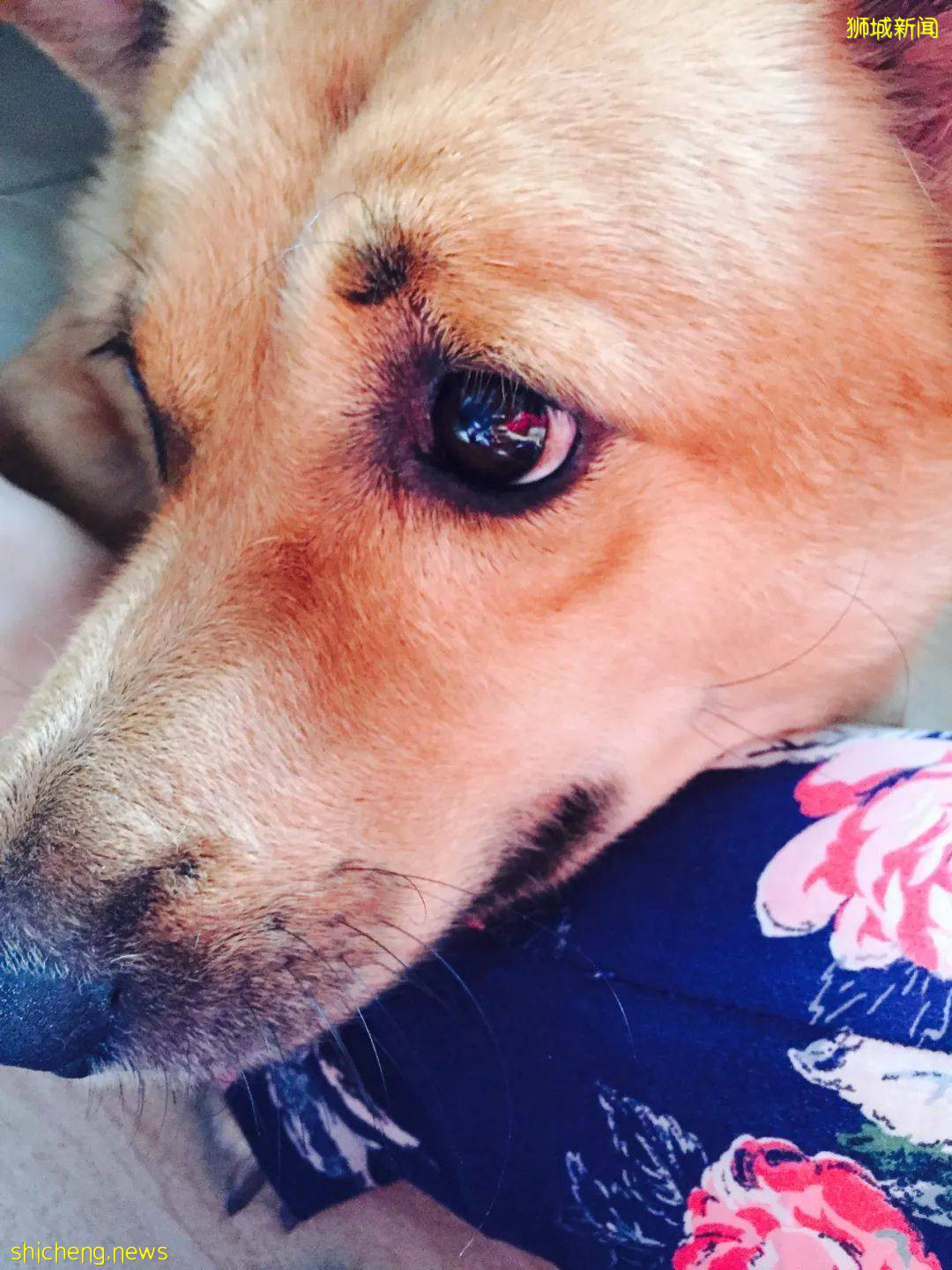 “我最亲爱的四喜走了,带走了我在新加坡16年的青春和回忆...”