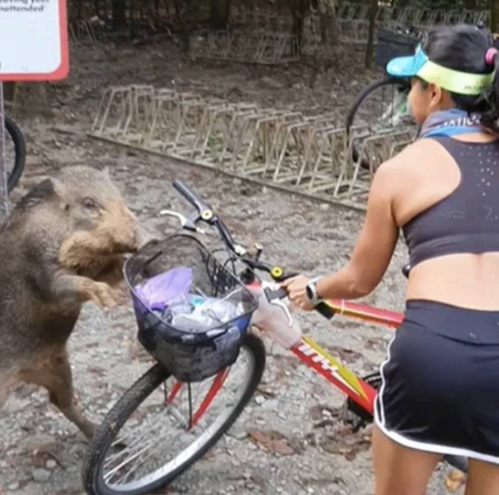 四人在新加坡餵野豬犯法,共被罰1萬新幣!這些罰款規定太多人踩雷
