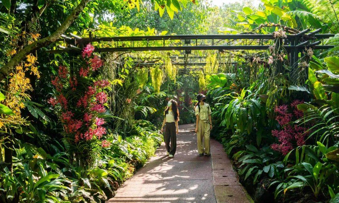新加坡热带高山胡姬展览馆开幕;国家胡姬花园将免费开放至4月11日
