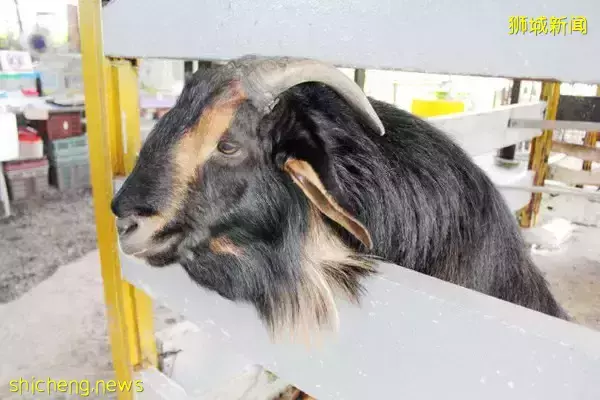 《即刻隨心所想，心想獅城》新加坡生態遊系列2