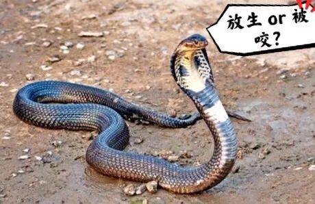 小心!有人在新加坡濱海灣花園徒步,被2米蟒蛇咬傷