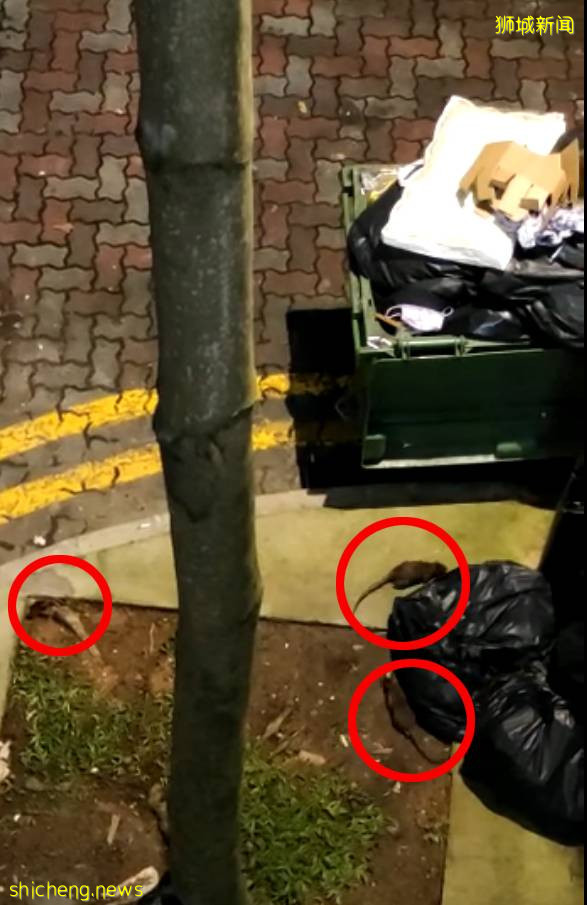 大巴窑组屋楼下 逾10老鼠横行