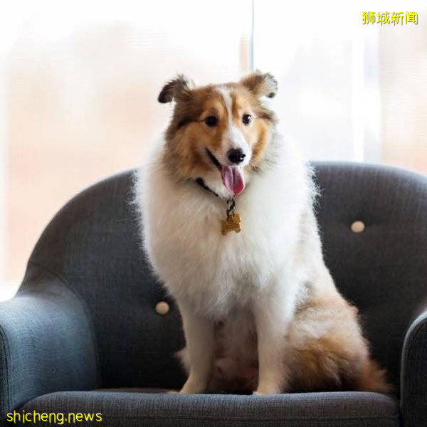 寵物中心虐死狗火化滅迹 冷血女老板判監