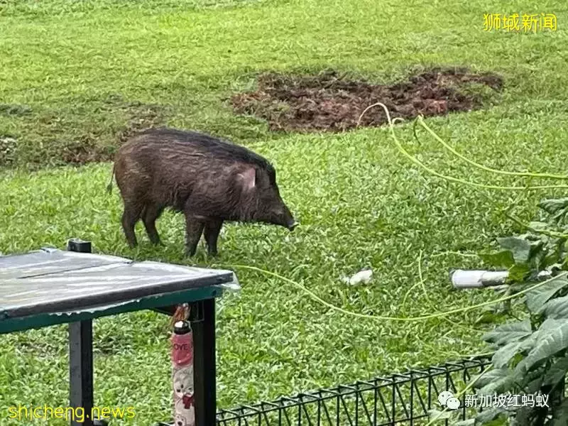 新加坡绿化太成功也很让人苦恼　野生动物招摇过市越来越普遍