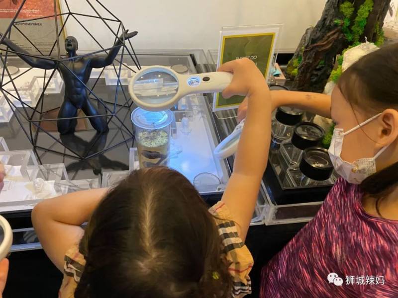 亞洲第一的螞蟻博物館居然在新加坡