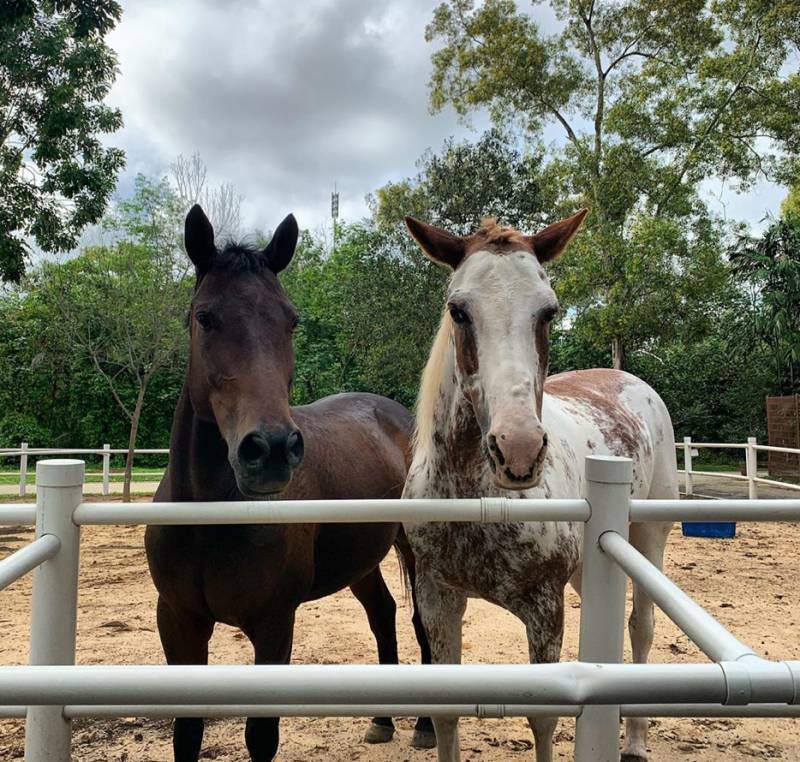 射箭、騎馬、卡丁車、花藝...新加坡的周末原來可以這麽好玩