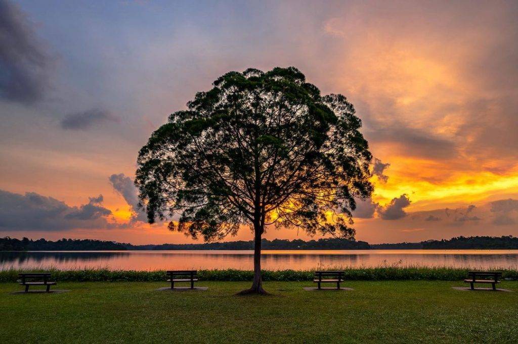 發現這一抹綠💚解鎖新加坡森林系打卡點🌳青翠蔥郁、空靈意境，仙氣爆棚一秒出片⚡