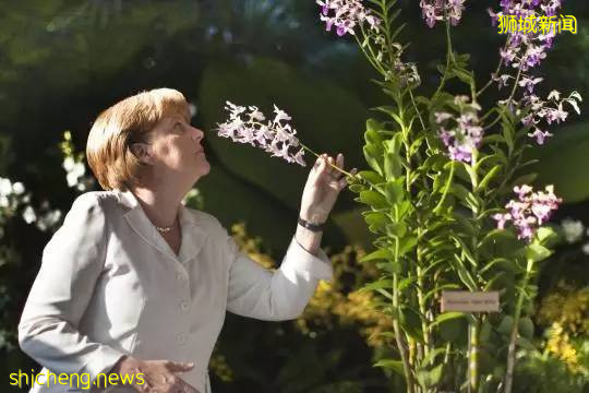 獅城見聞 | 新加坡胡姬花趣事!