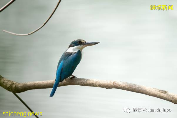 教你如何10元玩转新加坡