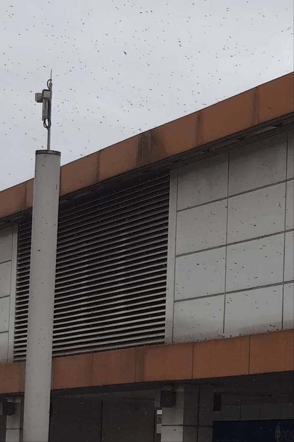 多图慎入...新加坡惊现超大蜜蜂群,漫天乱飞密密麻麻