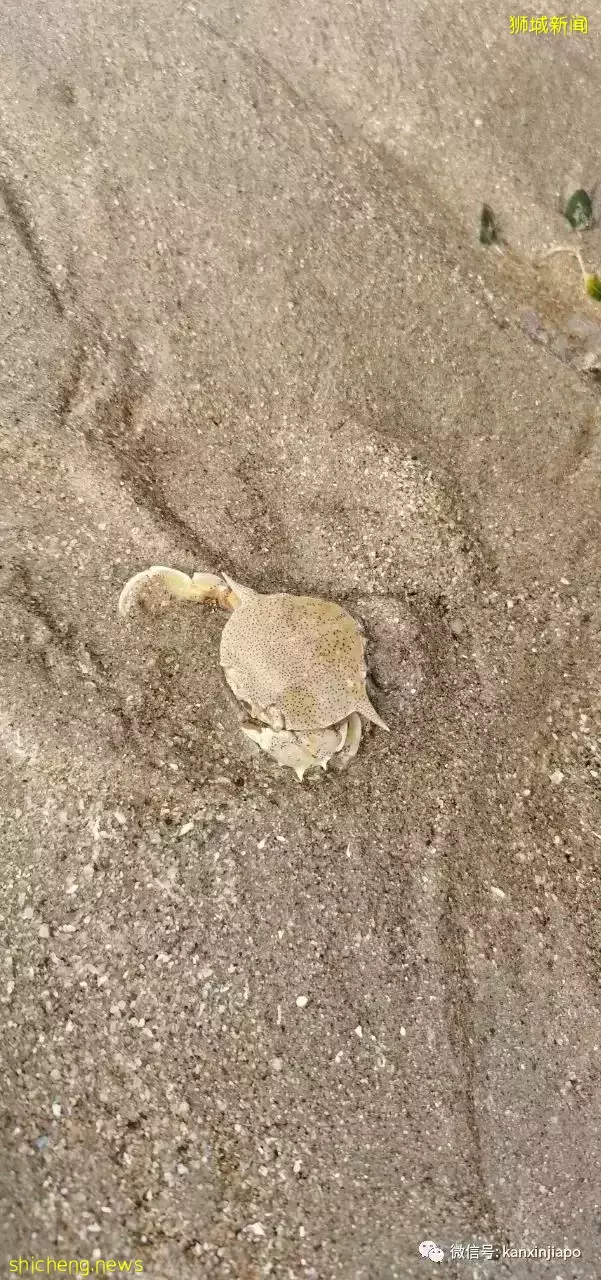 新加坡“趕海”全攻略!遇見了這麽多神奇的生物