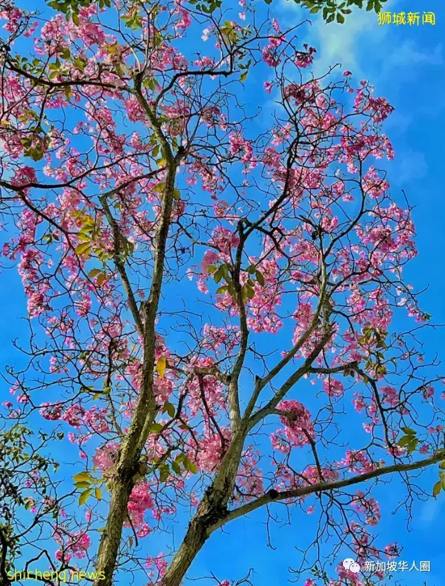 賞花季到啦！全島各地重現“新加坡櫻花”景象！還去日本賞什麽櫻花