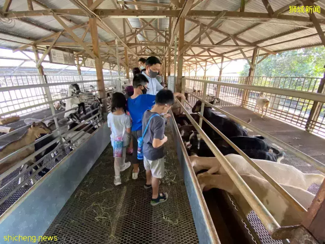 下水抓蛙、摘菜摸鱼、开土摩托……我带娃体验了一把新加坡的农家乐