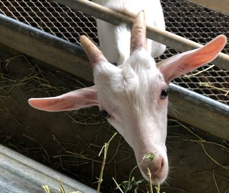 擠羊奶、餵山羊、看打架！我和孩子在新加坡找到了800多只山羊