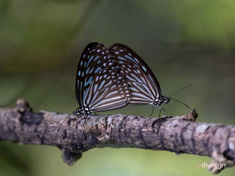 Sungei Buloh濕地保護區🌳 走進濕地，聆聽大自然的聲音🍃 徒步路線攻略、特點介紹、必踩打卡點