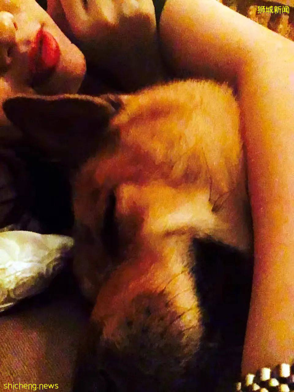 “我最亲爱的四喜走了,带走了我在新加坡16年的青春和回忆...”