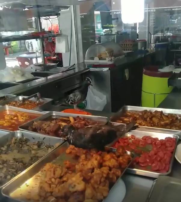 鴿子飛入菜飯攤享用“自助餐”，新加坡食品局：將采取執法行動