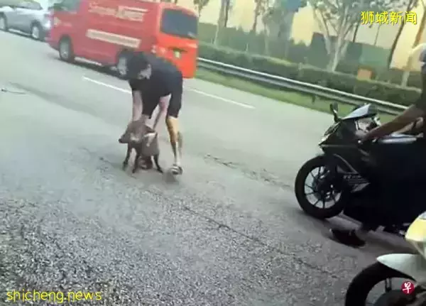 野猪倒卧大道中央 好心男扛猪入草丛