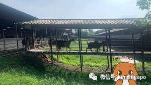 【下周活动 】披萨半价、日式火锅、电影戏票买一送一,飞禽公园门票$1