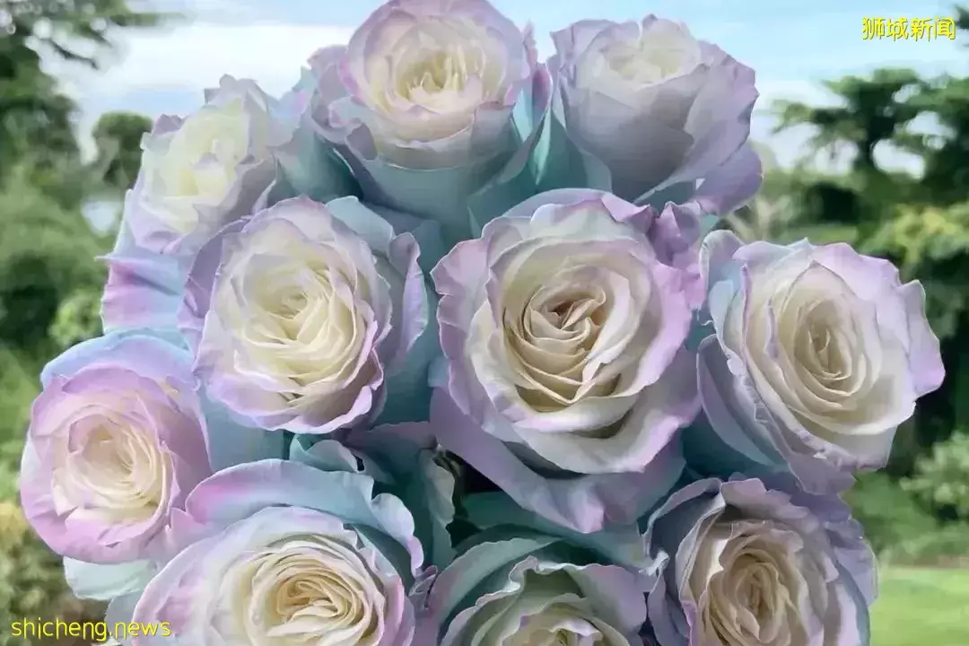 鮮花在熱帶也能養1個月？資深花友新加坡買花、養護大揭秘