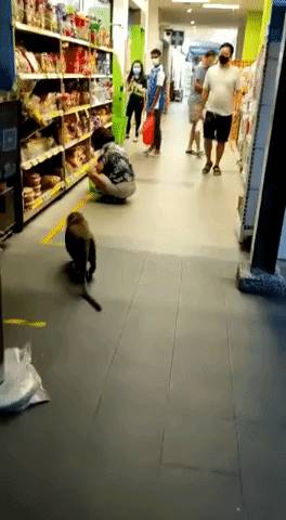 震惊!新加坡猴子生吃活鸡!它们还会偷包、偷手机、偷面包