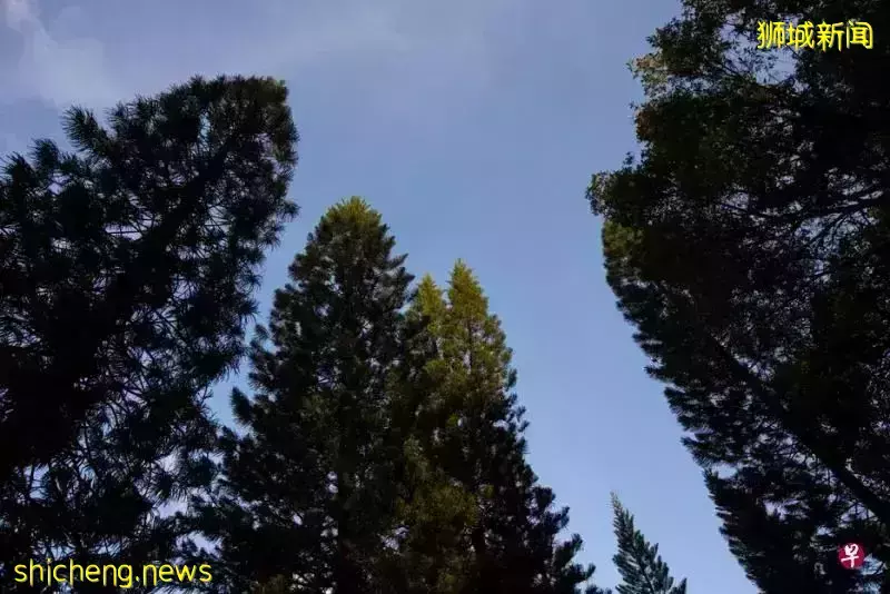 2030年,新加坡人人走路10分钟就能到公园?先去感受一下