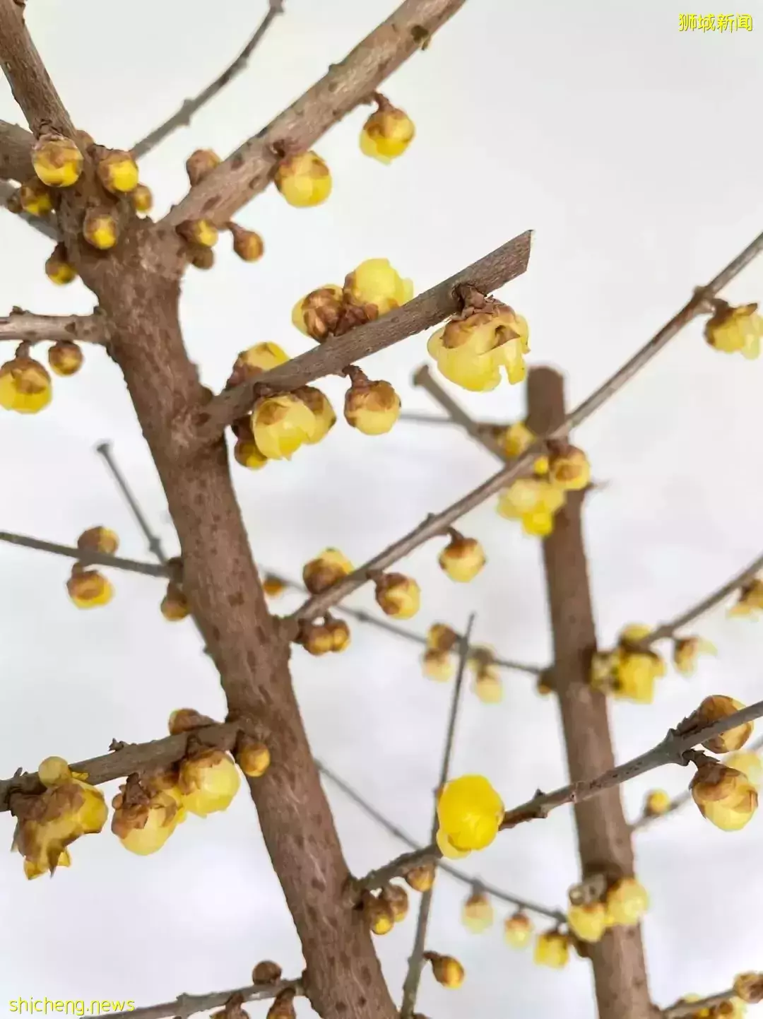 鮮花在熱帶也能養1個月？資深花友新加坡買花、養護大揭秘