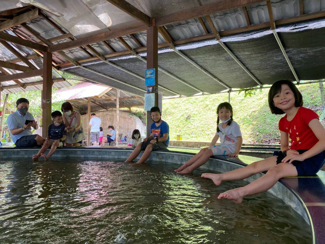 餵羊、擠奶、了解青蛙生長過程,新加坡的農場這麽牛