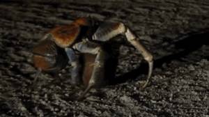 突發！這個海灘驚現一群巨型椰子蟹，還搶燒烤吃！新加坡也被鳄魚、蜥蜴、蟒蛇、水獺、猴子、野豬、野雞嚇到過