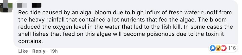 罕見!新加坡聖淘沙這條河變成了粉色,驚現大批死魚!39年創記錄暴雨太作了