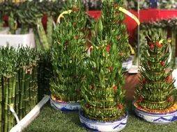 新加坡最大最好逛的花市,1000+花卉,新年必入好运连连