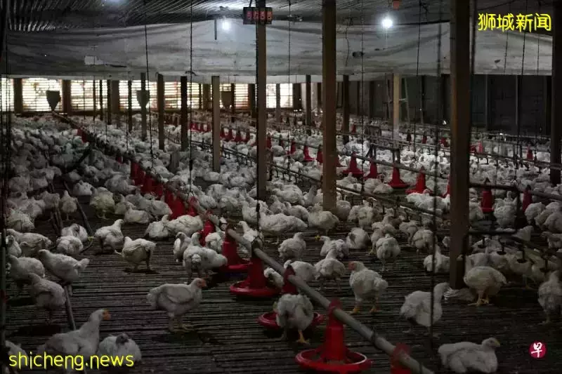 新加坡人怕吃不到海南鸡饭?李显龙:这次是鸡肉,下次或是别的,须做好准备