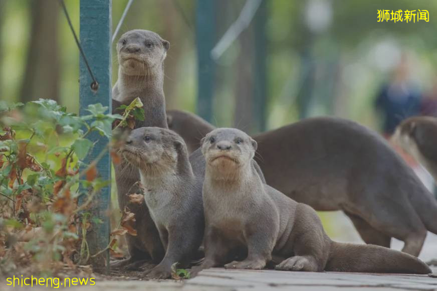好暖心!新加坡“水獺尋親記”走紅,“這是幫黑勢力內定接班人”