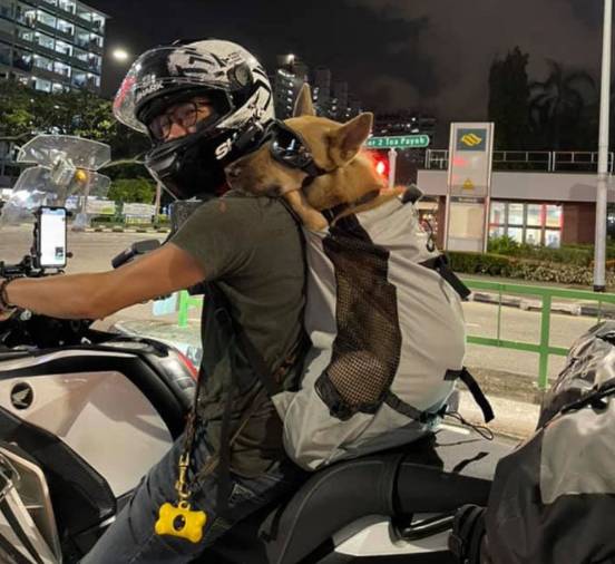 酷狗!机车主人与机车狗在新加坡马路上飙车太令人羡慕了