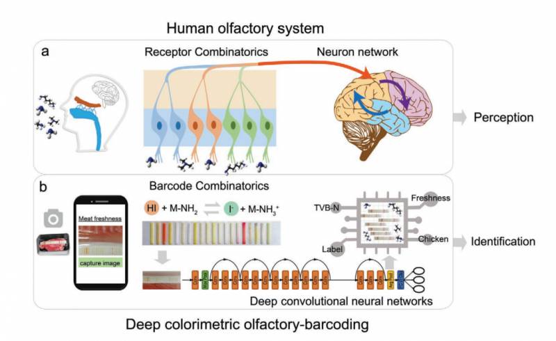 超市的肉新鮮嗎?AI 電子鼻幫你“嗅”出來