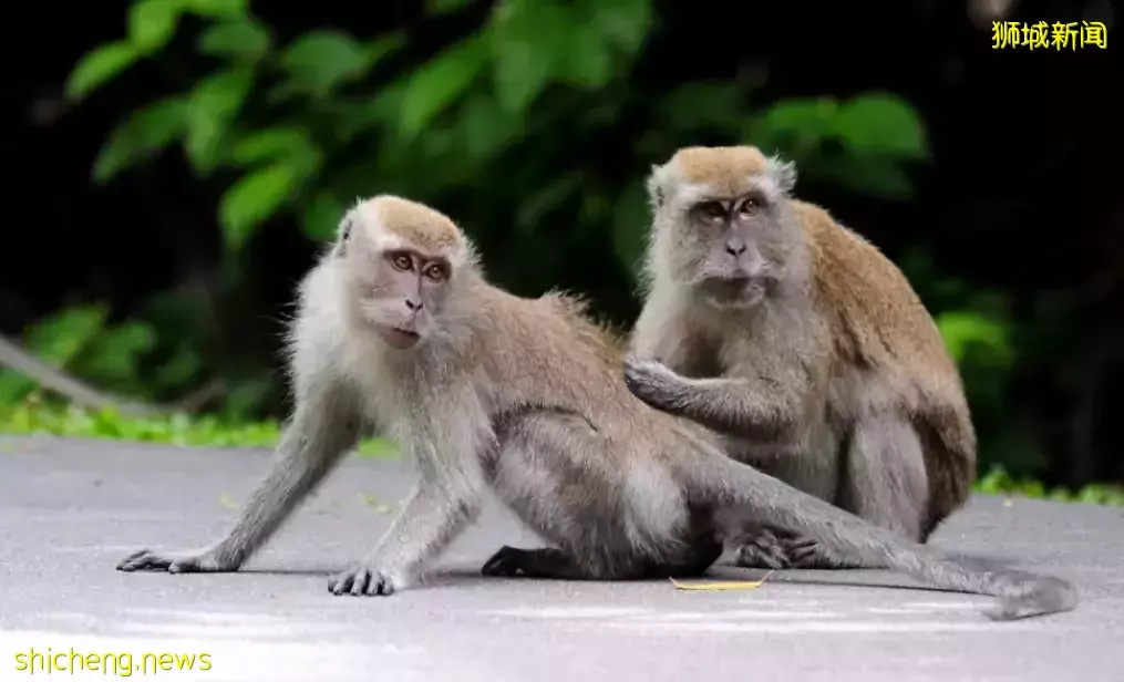 我勸你,千萬別來新加坡