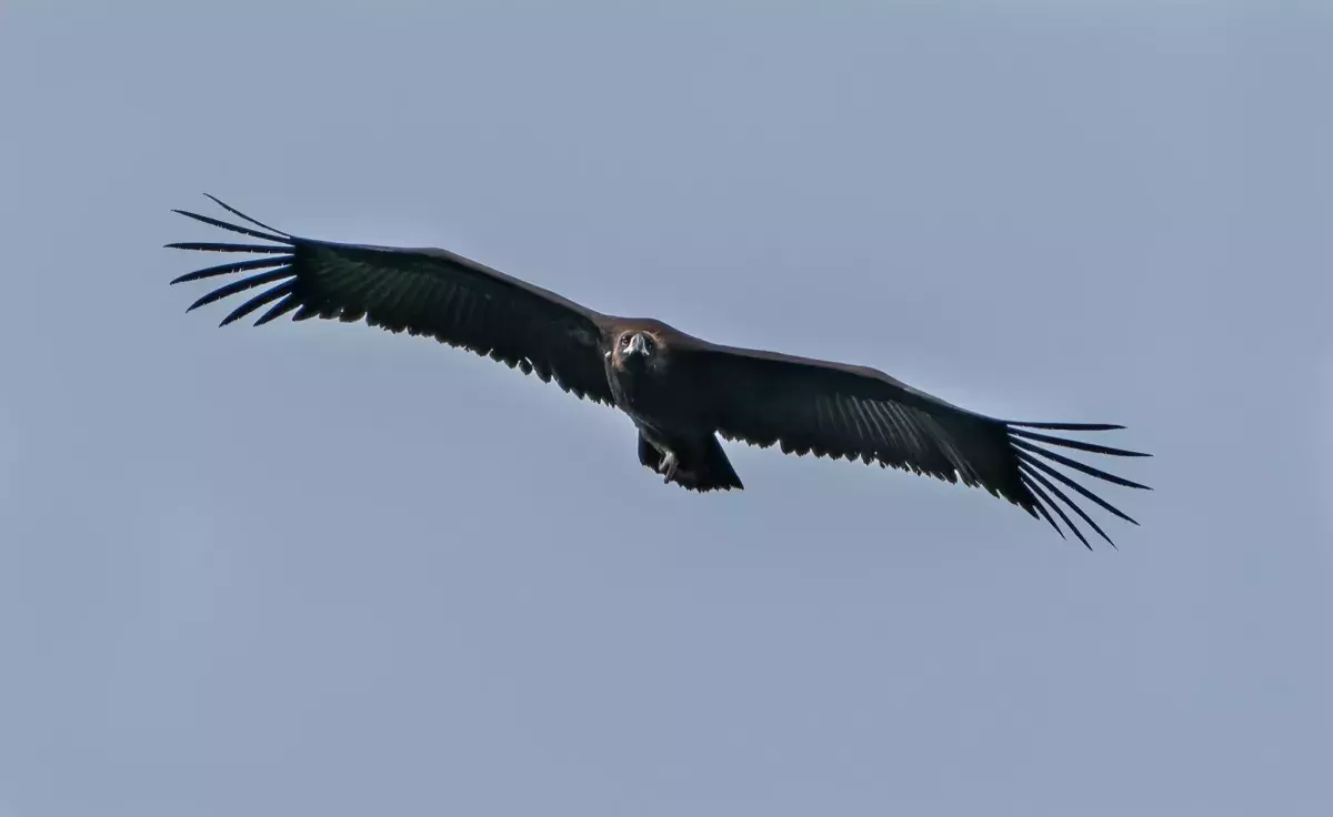 “神雕”出没狮城? 观鸟爱好者:第一次在本地看见