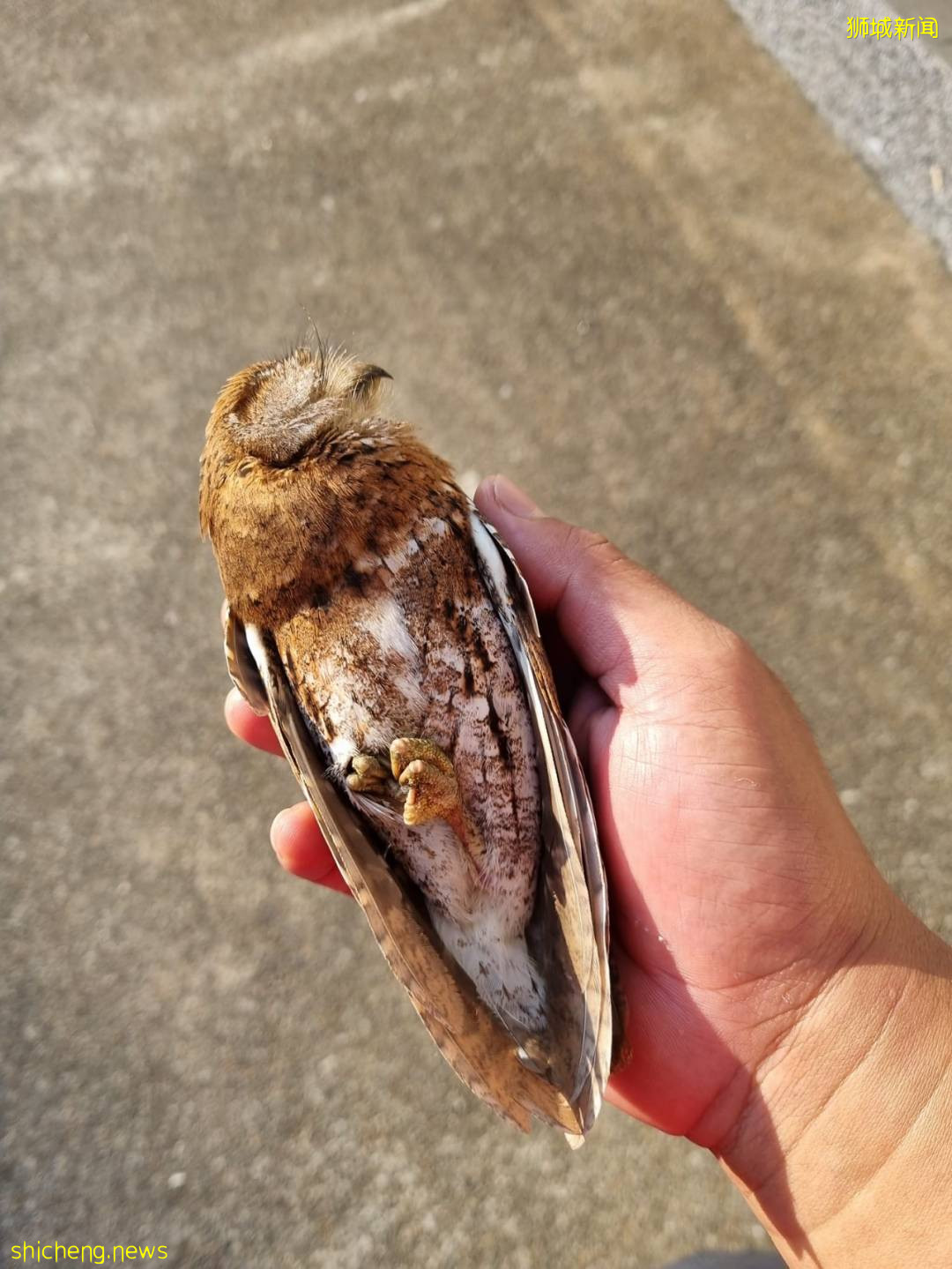 罕见!偶遇新加坡版的小鹿斑比,捡到睡着的猫头鹰