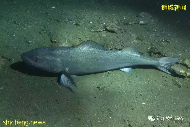 新加坡竟有26%海产被贴错标签 鲨鱼被标成海鲂、齿鱼标为鳕鱼