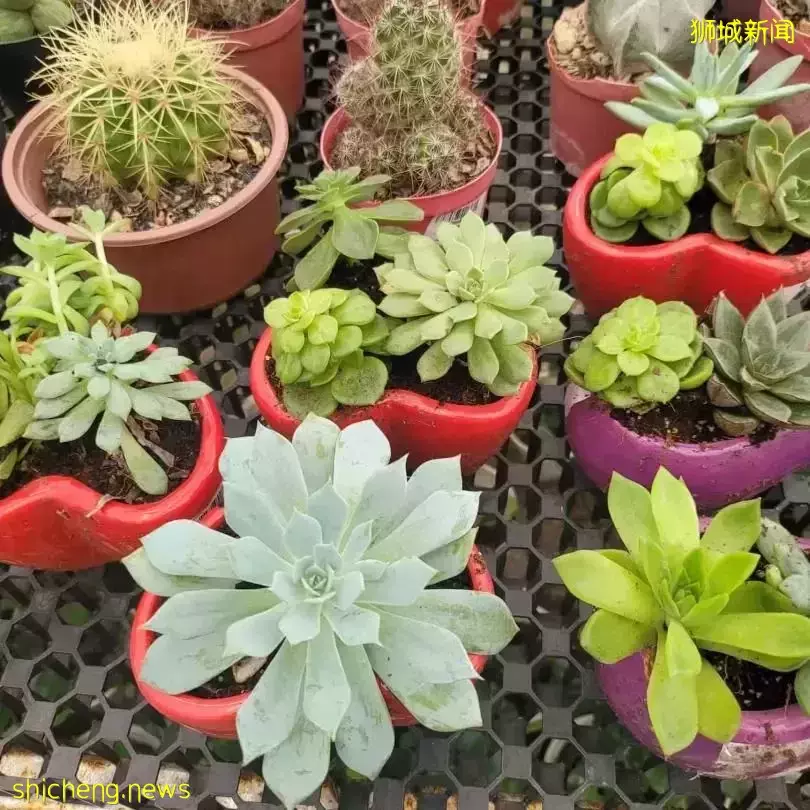 本周日！親子DIY盆栽、打卡越南網紅餐廳、了解新加坡曆史，搶位中