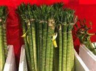 新加坡最大最好逛的花市,1000+花卉,新年必入好运连连