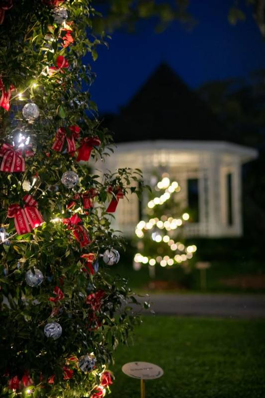 不喜歡人擠人？來新加坡植物園看聖誕燈飾、“世界之樹”吧！入場免費