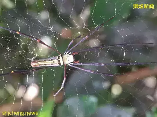 《即刻隨心所想，心想獅城》新加坡生態遊系列2