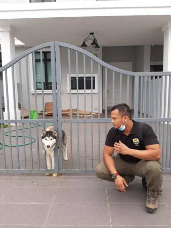 主人狮城工作 狗儿孤独顾家 巫裔大哥面书招人认领