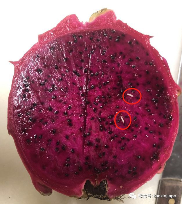 新加坡火龙果中频频出现的“白虫”究竟是啥？